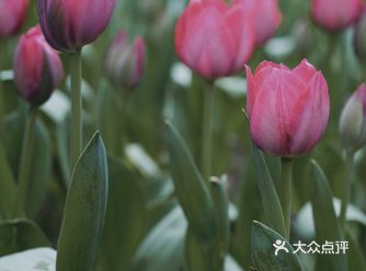 赏郁金香｜踏青｜北京城好风光