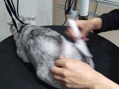 -宠颐生动物医院·小陆分院
