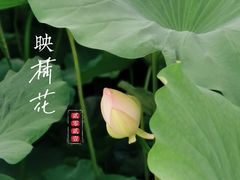 -莲湖公园