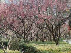 -木塔寺遗址生态公园