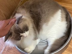 -MOCHA明星猫咖(田子坊店)