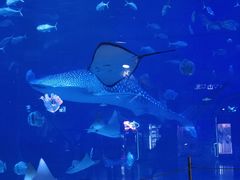 -烟台海昌鲸鲨海洋公园