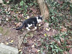 -上海佘山国家森林公园天马山园