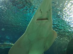 -瑞普利水族馆