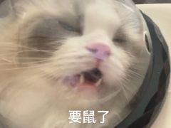 -瑞派康怡24h宠物医院·犬猫医疗中心·微创绝育(瑞景分院)