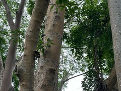 -中国科学院西双版纳热带植物园