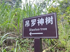 -海南热带雨林国家公园吊罗山景区