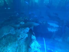 -迪拜水族馆及水下动物园