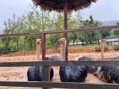 -太湖龙之梦