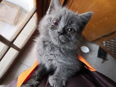 -纳吉亚猫专科动物医院博雅分院