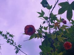 -青岩古镇