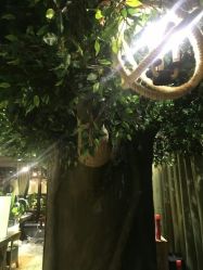 -V-STAR威斯达•高级私人定制