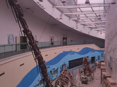 -陕西自然博物馆