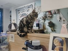 -平行世界·猫咖(首经贸店)