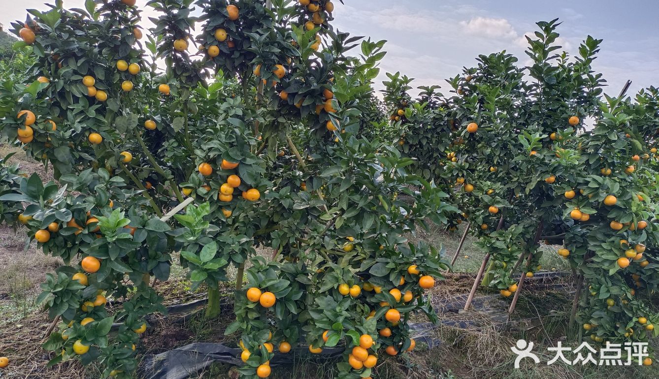 重庆荣昌盘龙镇盘周路路边上的一处果园
