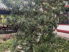-桂湖森林公园