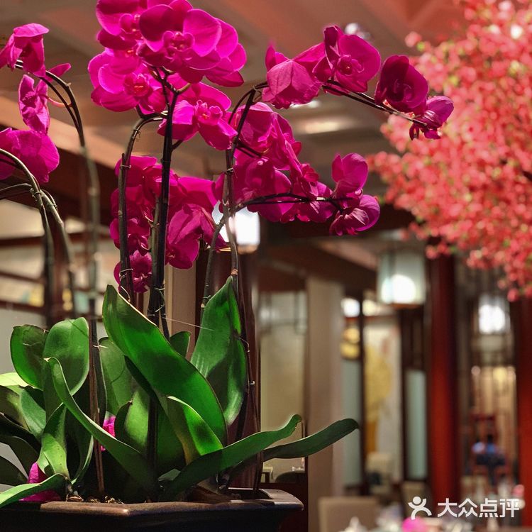 大厨甄选菜品,五星美食享受