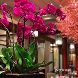 大厨甄选菜品，五星美食享受
