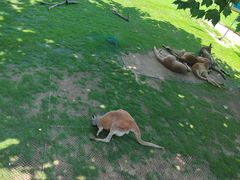 -西霞口神雕山野生动物世界