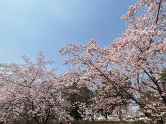 -顾村公园