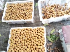 -东方鼎信农副产品交易中心