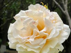 -上海鲜花港