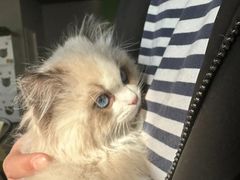 -东方名猫馆·英短金渐层布偶猫舍(环线广场1号楼店)