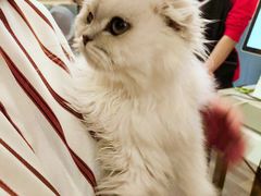 -猫大福·Fortune Cat猫舍(百子湾店)