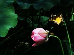 -陈家山荷花公园