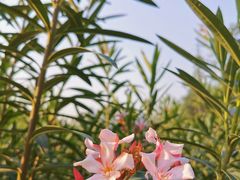 -广西壮族自治区药用植物园