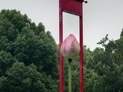 -陈家山荷花公园