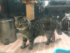 -猫咪博物馆(顶澳仔猫街店)