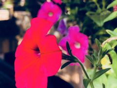 -美林湖温泉别墅度假村