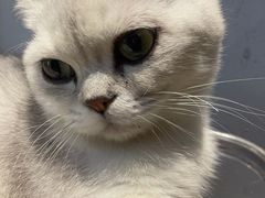 -Meowの猫咖(万家丽店)