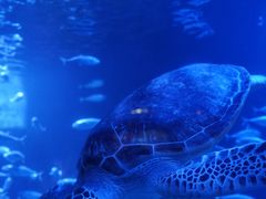 -太平洋海底世界