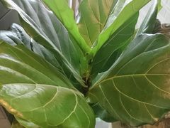 -老绥元烧麦·家常菜(大召店)