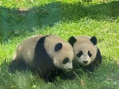 -卧龙中华大熊猫苑神树坪基地