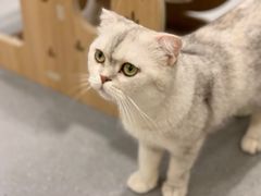 -飞行喵MR PILOT|猫舍·猫咖(静安大融城店)