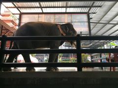 -东芭乐园