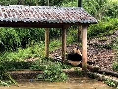 -中国大熊猫保护研究中心雅安碧峰峡基地