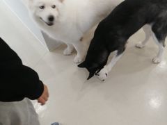 -共舞时光猫咖·狗咖(新街口店)