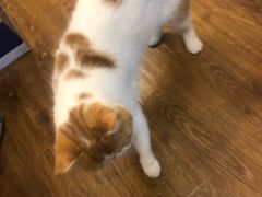 -十年猫舍·猫咪专门店(普陀店)