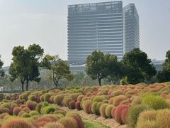 -春花秋色城市公园