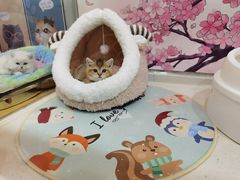 -糯米喵星人总部直营旗舰店·猫舍·幼猫出售