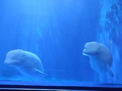 -多彩贵州城极地海洋世界