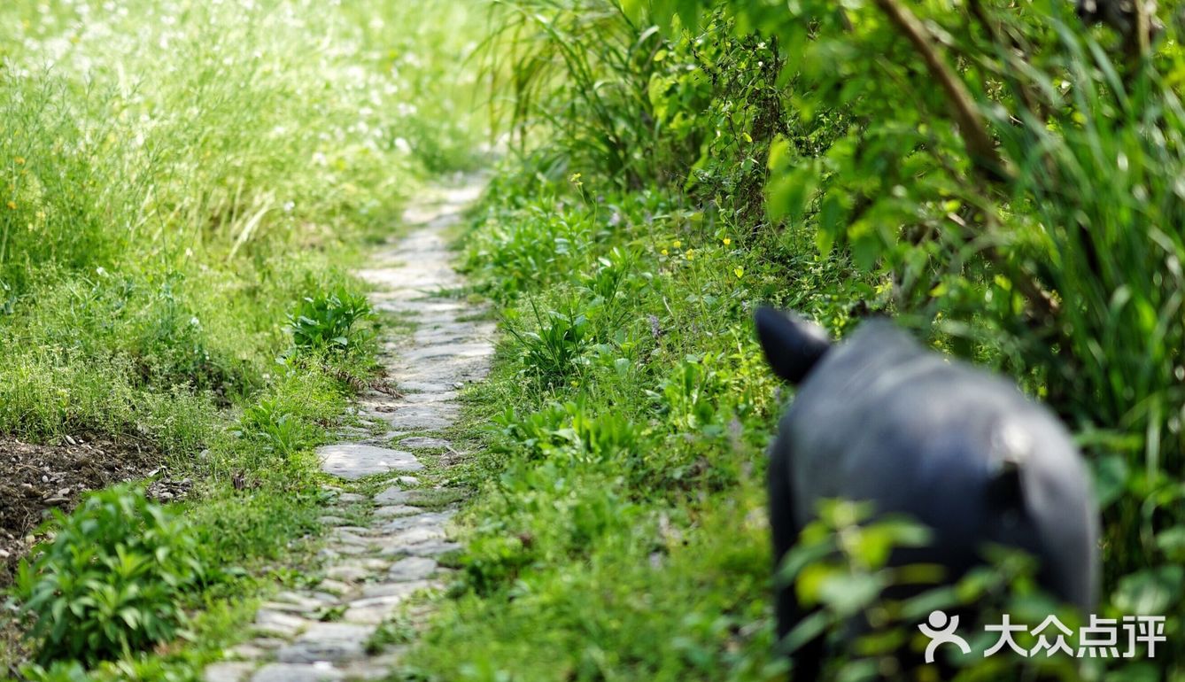 猪圈改的民宿居然这么美！