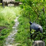 猪圈改的民宿居然这么美！