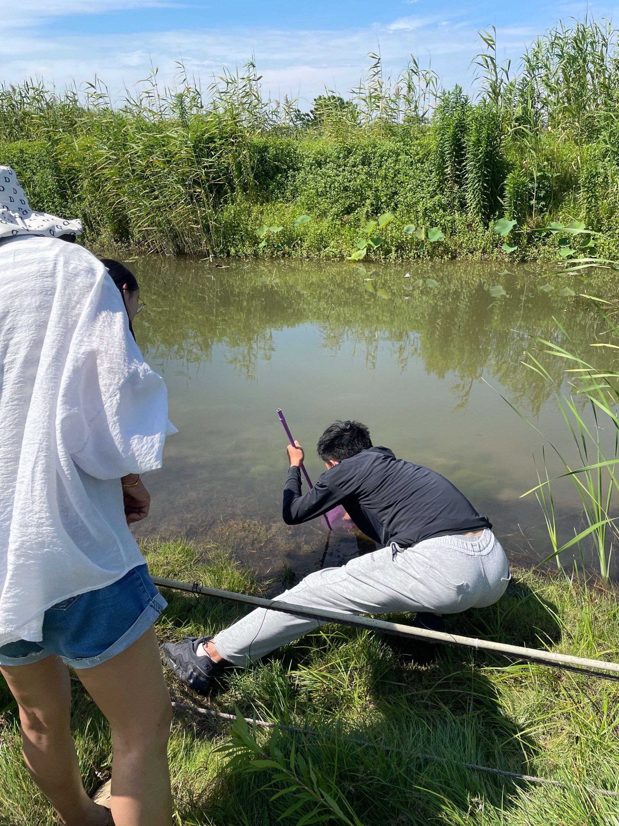 苏州野塘里抓小龙虾的乐趣