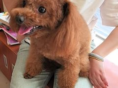 -艾贝尔宠物医院 ·内科全科(梁溪路店)