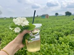 -中华茉莉园